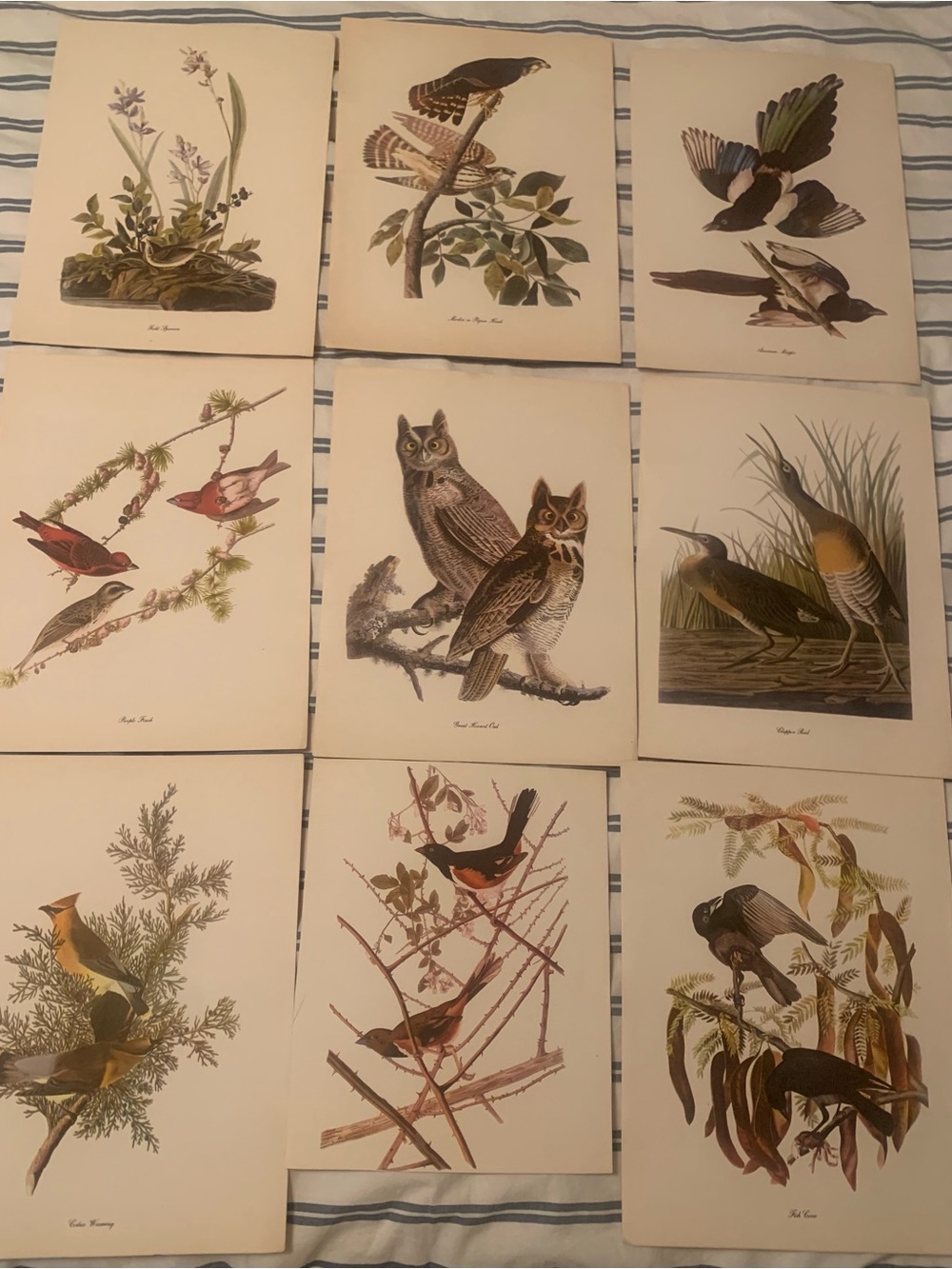 Vintage 1950 Audubon Birds of America Art Prints by Roger Tory Peterson.